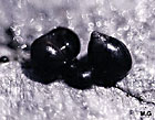photo de littorine
